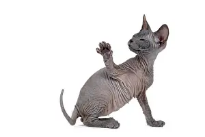 Donskoy: Don Sphynx kitten, 8 weeks old, black, with a raised