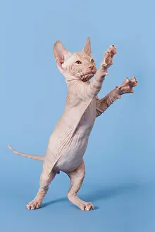 Lift: Don Sphynx kitten, 8 weeks old, red, standing with