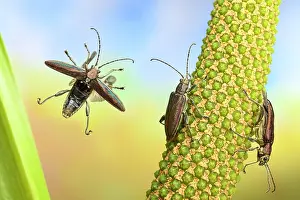 Helophyte: Donacia semicuprea ( ) on the stem of the (Acorus
