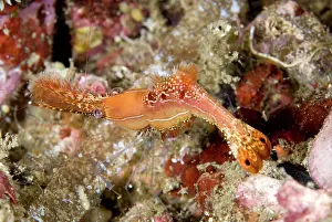 Appendage: Donald Duck Shrimp
