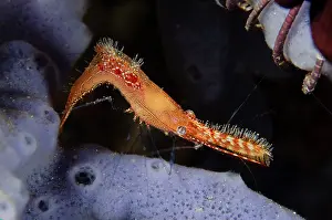 Nose: Donald Duck Shrimp