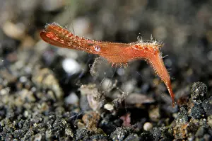 Appendage: Donald Duck Shrimp on black sand on night dive TK1