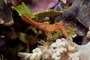 Appendage: Donald Duck Shrimp - on coral during night dive
