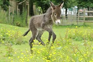 Colts: Donkey