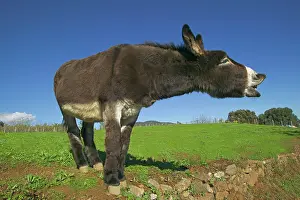 Braying: Donkey