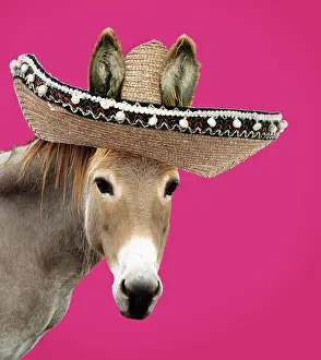 Sombrero: Donkey