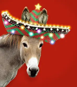 Sombrero: Donkey