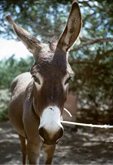 Donkey: DONKEY
