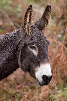 Ainmal: Donkey - adult portrait