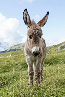 Donkey: Donkey on alpine meadow, South Tyrolean Alps, Dolomites