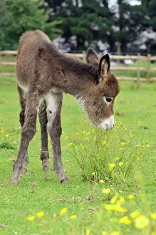 Donkey: Donkey - baby 5 days old