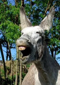 Braying: Donkey - braying