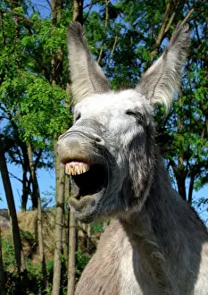 Braying: Donkey - Braying