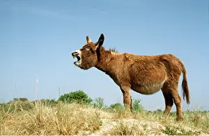 Laughing: DONKEY - braying, side view