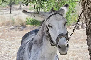 Chained: Donkey with bridle chained to tree, Andalusia, Spain