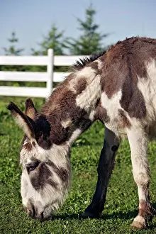 Grassing: Donkey - brown with white spots grassing in corral