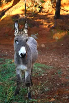 Mines: Donkey in a career ocher Provence France