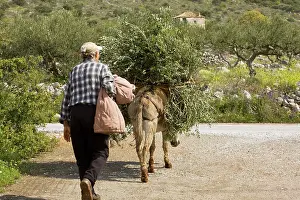 Load: Donkey carrying heavy load of olive branches