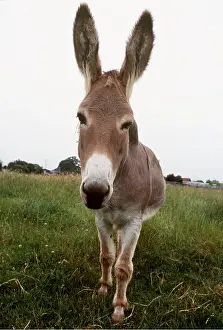 Level: DONKEY - close-up of head, looking into camera