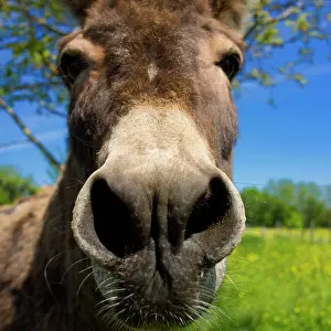 Snouts: Donkey, closeup
