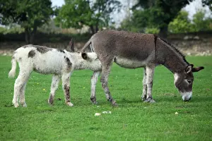 Swallowing: Donkey and colt in a meadow - France
