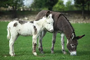 Swallowing: Donkey and colt in a meadow - France