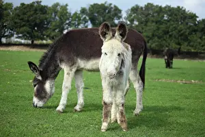 Swallowing: Donkey and colt in a meadow - France