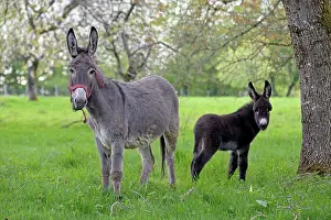 Asses: Donkey and colt in an orchard in spring - France