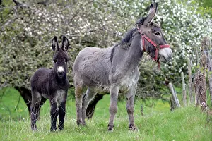 Asses: Donkey and colt in an orchard in spring - France