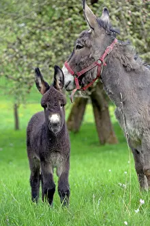 Asses: Donkey and colt in an orchard in spring - France