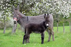 Asses: Donkey and colt in an orchard in spring - France