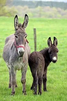 Asses: Donkey and colt in an orchard in spring - France