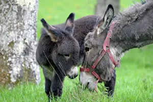 Asses: Donkey and colt in an orchard in spring - France