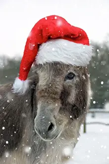250521: DONKEY - Donkey in snow wearing red Christmas Santa hat