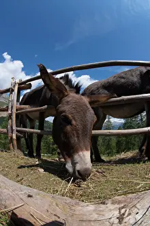 Asses: Donkey eating in a fence - Dolomites Italy