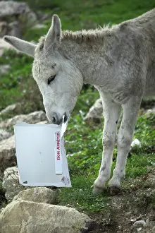 Materials: Donkey eating a pizza - France