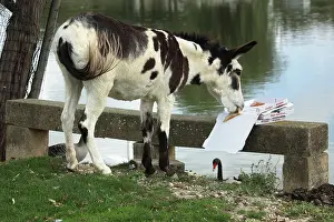 Asses: Donkey eating a pizza at the water's edge - France