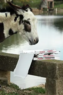 Materials: Donkey eating a pizza at the water's edge - France