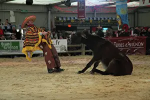 Asses: Show with a donkey - Equestrian France