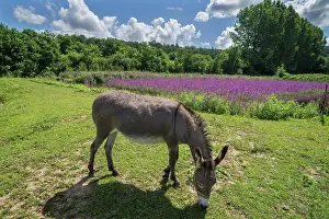 Loosestrife: Donkey (Equus asinus asinus) grazing at a fish pond