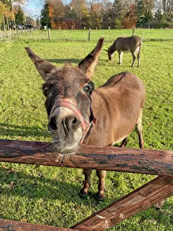 Mnsterland: Donkey (Equus asinus asinus) on pasture looking