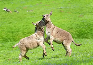 Playfully: Donkey or (Equus asinus asinus), playfully fighting