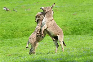 Playfully: Donkey or (Equus asinus asinus), playfully fighting