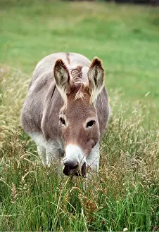 Donkey: DONKEY - FACING
