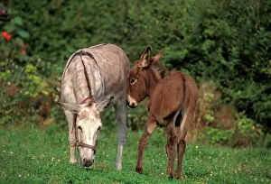 Mothes: Donkey female with young at pasture