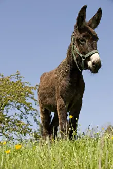 Headcollar: Donkey in Field Park of Ballons des Vosges France