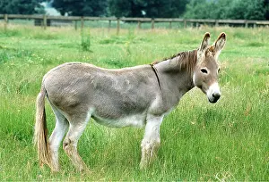 Donkey: Donkey - in field, side view