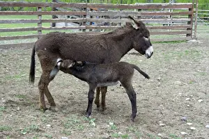 Jenny: Donkey with foal