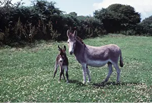 Donkey: DONKEY AND FOAL - In flowery meadow