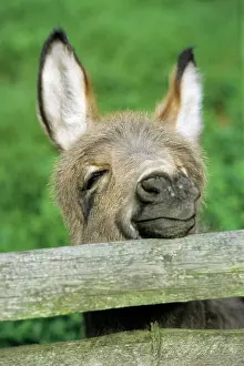 Cheeky: Donkey - foal looking curiously over fence